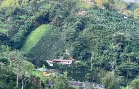 Private Visit to Organic and Craft Coffee Farm in Risaralda