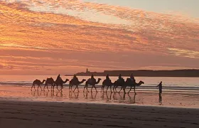 3 hours ride on camel at sunset