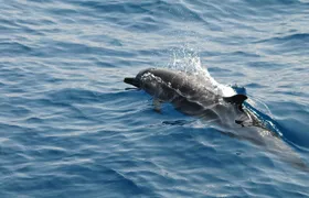Sunrise dolphin watching experience and Bar Reef snorkelling – Kalpitiya