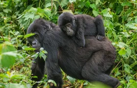 Jinja Private 5 Day Gorilla Safari and Tubing Adventure Tour