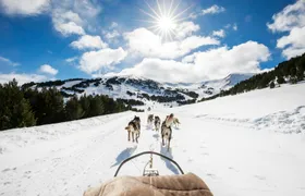 El Tarter area husky sleigh ride experience