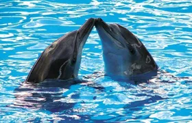 Delphinus dolphin experiences at Riviera Maya