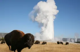 Full-Day Guided Yellowstone Day Tour