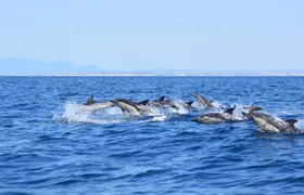 Algarve caves and dolphin watching tour