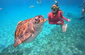 Curacao: Swimming with Sea Turtles meets Sea turtle beach