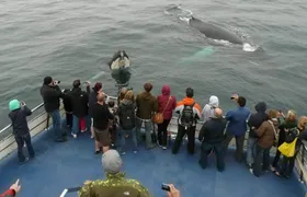 Newfoundland Puffin and Whale Watch Cruise