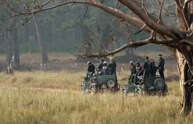 Tigers & Trails: Safari Adventure in Central India
