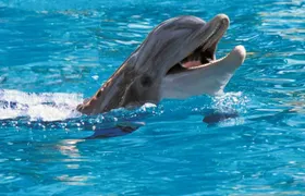 Exclusive Dolphin Cove Ocho Rios tour