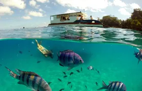 Boat Cruise and Sancho Bay Swim from Fernando de Noronha