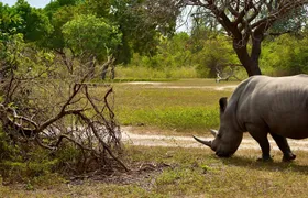 Fathala Wildlife Reserve full-day tour