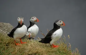 Puffin and Wildlife Boat Tour