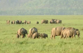 Elephant Trails: Adventure in Rajaji National Park