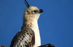 Bundala National Park Birds Watching Safari Tour