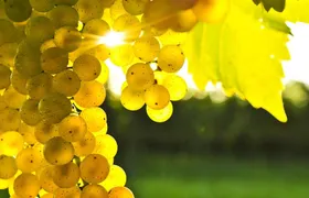 Blenheim Half day Wine Tour