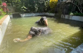 Half-day elephant experience from Khao Lak