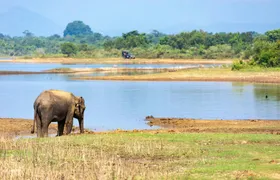 Udawalawe National Park full-day tour with 4x4 safari