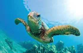 Hawaii snorkeling excursion with lunch