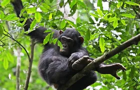 Experience Chimpanzee Trekking in Budongo Forest