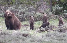 Yellowstone National Park - Full-Day Lower Loop Tour from Jackson
