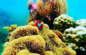 Bintan Snorkeling Tour