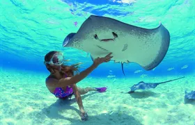 Best Way to Interact with Ocean Wildlife with Lunch. 6H