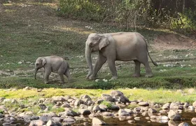 Anakulam Wild Elephant Village life tour ( By Munnar Info)