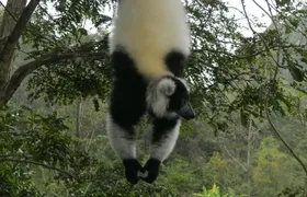 Madagascar Wildlife Tour for 02 days