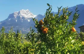 Full-day Majorca tour with Port de Soller and Lluc Monastery
