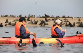 Half Day Original Seal Kayak Adventure, Pelican Point, Walvis Bay