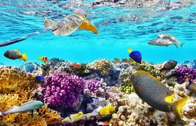 Tiran Island Snorkeling Excursion