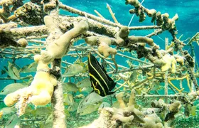 Family Snorkel Adventure on Sharky Catamaran