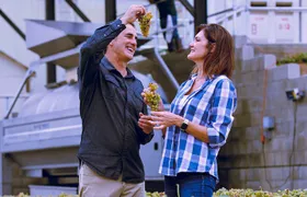 Temecula Valley Wine Tour with Tastings & ​Lunch Included