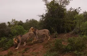 Addo Elephant National Park Full Day Safari