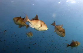 Diving baptism in the Marine Reserve of Cabo Tiñoso