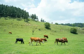 Wulong private tour with Three Natural Bridges and Fairy Mountain