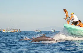 Dolphin Watching Tour