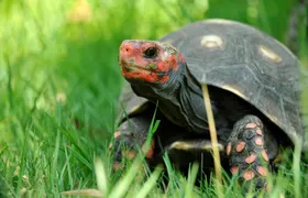 Corsica A Cupulatta Turtle Park Skip the Line Admission Ticket