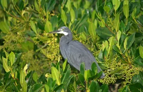 Full-day South Gambia safari with lunch in Sanyang village
