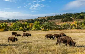 Self-Guided Driving Audio Tour Bundle to Explore Dakota
