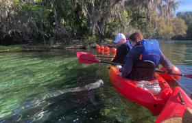 Orlando Manatee Encounters
