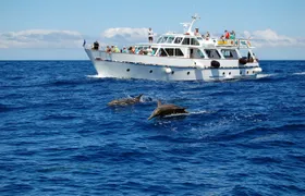 La Gomera Whale Watching Cruise from Playa Santiago