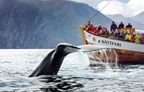 Húsavík original whale and dolphin watching tour