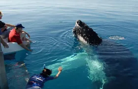 Mirissa Whale Watching Tour From Tangalla