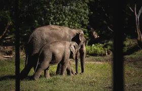 Elephant Jungle Sanctuary: Half Day Morning Program