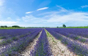 Guided tour of Lavender Distillery between Provence & Camargue