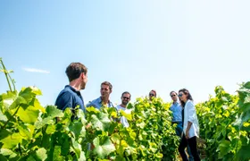 Short day family grower tour and lunch from Epernay