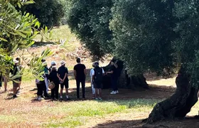 Olive oil tasting at a family-run mill in Ostuni