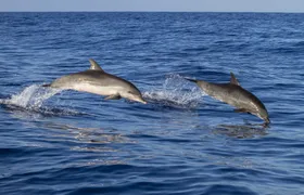 Boat trip in Poreč Riviera with dolphin watching and drink