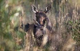 The Premier Wildlife Tours in Rocky Mountain National Park