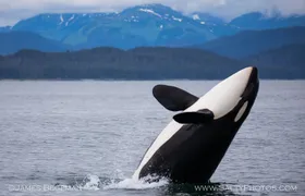 "Catch of the day" Whale-watching, Icy strait point, Hoonah